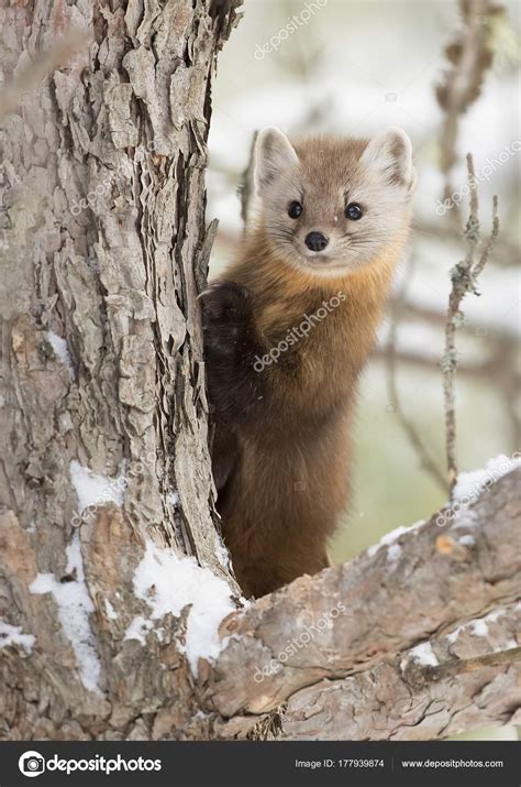 Pine Marten Martes Americana Climbing Tree Algonquin Park Canada Winter