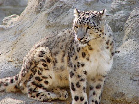 Snow Leopard ~ Animals World