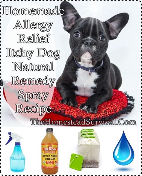 27 Droll Dog Itching Natural Remedies Picture Ukbleumoonproductions