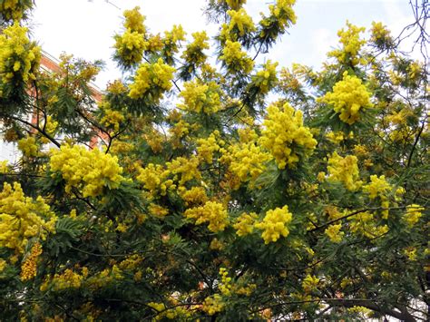 8 Types Of Mimosa Trees Progardentips