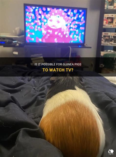 Is It Possible For Guinea Pigs To Watch Tv Petshun