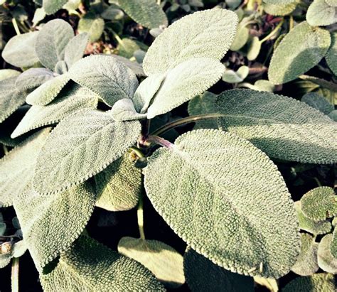 10 Reasons To Grow Sage For Your Garden Food And Health Artofit