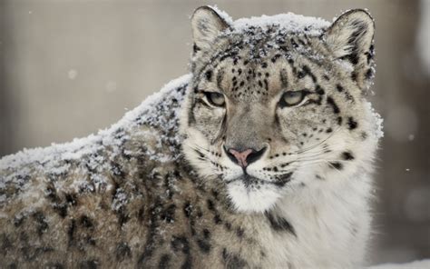 Snow Leopard Full Hd Wallpaper And Background Image 2560x1600 Id439863