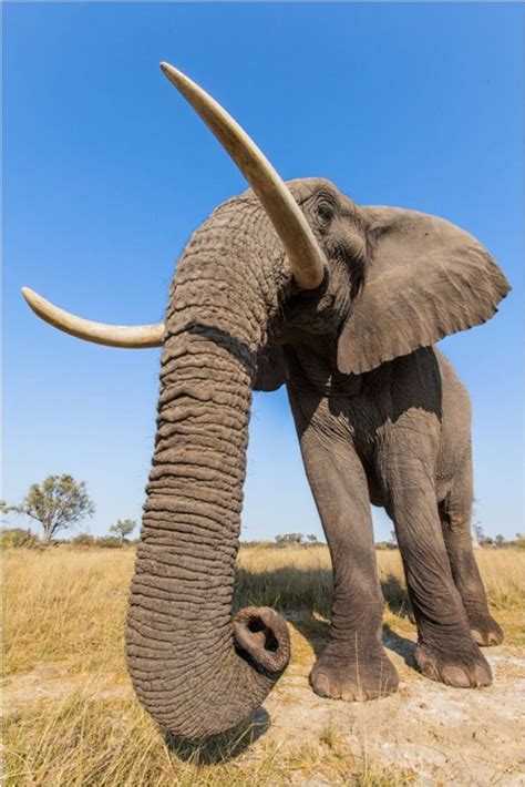 Livingwithelephants4 Elephant Elephant Lover Elephant Love