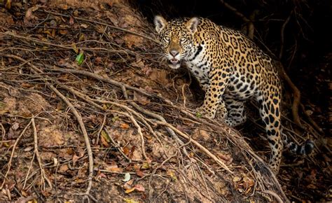 Jaguar Emerging From The Shadows Smithsonian Photo Contest