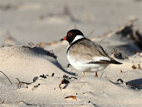 Protect Our Beach Nesting Birds