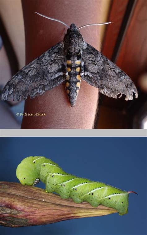 Hornworm Moth Life Cycle Tonja Hare