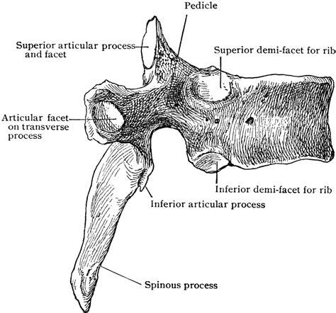 Sixth Thoracic Vertebra From Side Clipart Etc