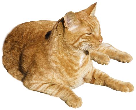 Ginger Cat Png Transparent Image Download Size 1350x1101px