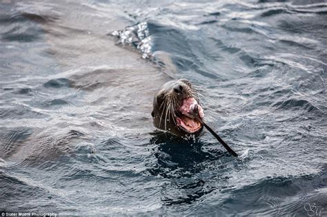 Officials from the marine mammal care center in los angeles alerted los angeles county lifeguards earlier this month that they were taking in more sea lions bitten by sharks near local beaches. Hungry sea lion feasts on a thresher shark off the ...