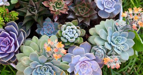 11 Best Easy Care Exotic Succulents To Grow At Home Gardeners Path
