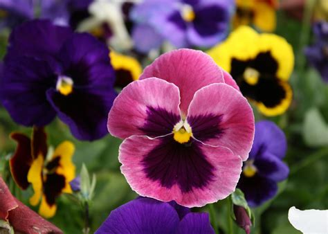 Matrix Pansies Are A Dependable Fall Choice Mississippi