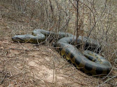 Anaconda Images Of Snake Anaconda Gallery