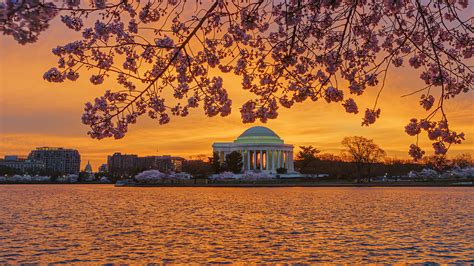 Golden Sunrise With Peak Bloom Cherry Blossoms At The Tida Flickr