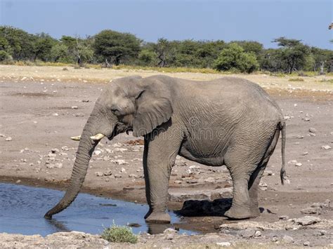 African Elephant Male Loxodonta Aafricana At Waterhole Etosha