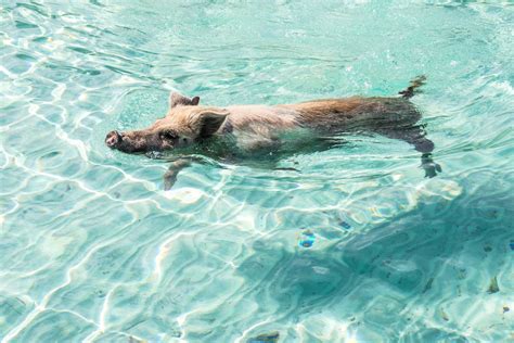 Swimming‌ ‌pigs‌ ‌exuma‌ ‌day‌ ‌trip‌s 9‌ ‌reasons To Experience The