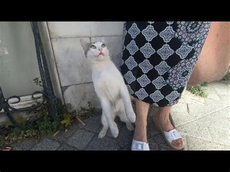Explore other popular food spots near you from over 7 million businesses with over 142 million reviews and opinions from yelpers. Cute cat turning around me for affection and food - YouTube
