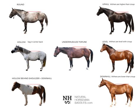 Conformation Vs Posture In Horses And Humans Natural Horseman Saddles