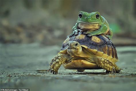 Frog Shells Out For A Tortoise Taxi Indonesian Amphibian Takes The