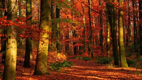 1920x1080 1920x1080 Forest Nature Autumn Trees Coolwallpapersme