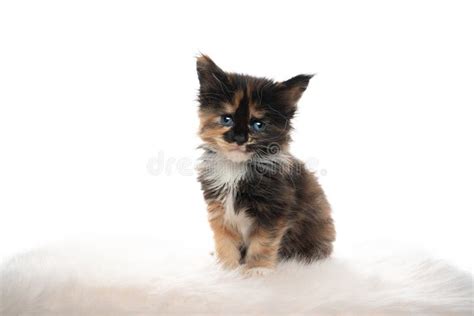 5 Week Old Calico Maine Coon Kitten On White Background Stock Photo