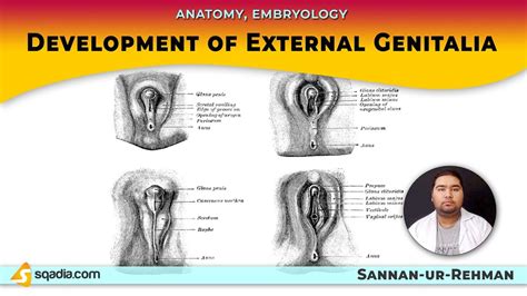 Development Of External Genitalia Anatomy Embryology Lectures Medical V Learning Youtube