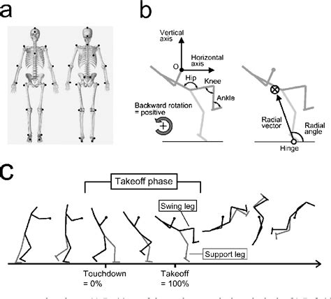 Figure 1 From Radial Movements And Lower Limb Joint Kinematics During