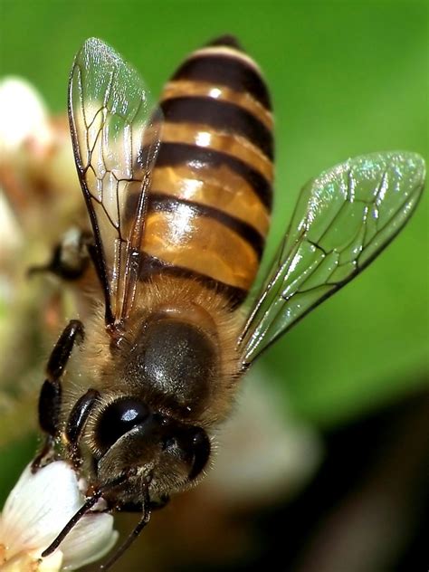 Asian Honey Bee Bees In Malaysia · Inaturalist