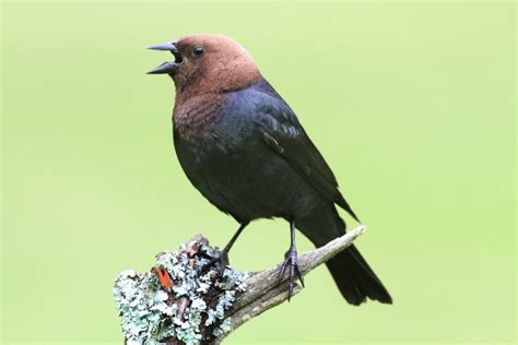 Brown Headed Cowbird Facts Critterfacts