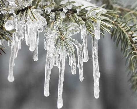 Icicles Hanging From Rose Of Sharon Branches In Ice Storm Stock Photo