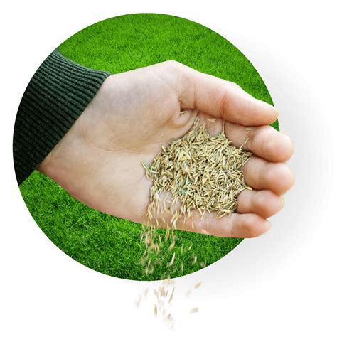 Your lawns however do not have that luxury and will need a little extra love to keep the grass looking lush rake and get rid of fallen leaves in preparation of seeding. LMP Landscaping - Winter Grass Seeding