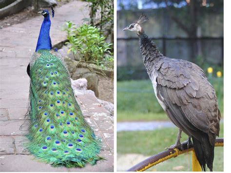 Heres How To Tell The Difference Between A Male And Female Peacock Bird Eden Female Peacock