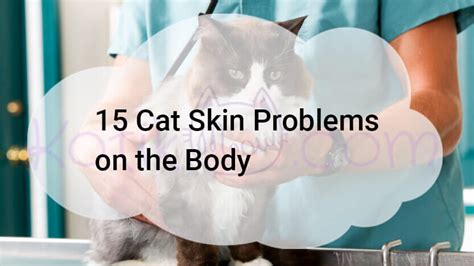 15 Cat Skin Problems On The Body Kotikmeow