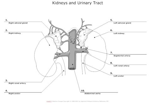 Elations of the female urinary. Urinary System Diagram - Kidney, Urinary Tract, Renal ...