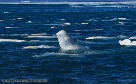 Tracking The Elusive White Beluga Whales Awesome Ocean
