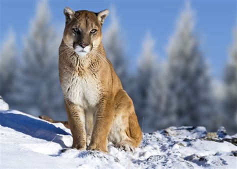 Eastern Cougar Facts Habitat Diet Fossils Pictures