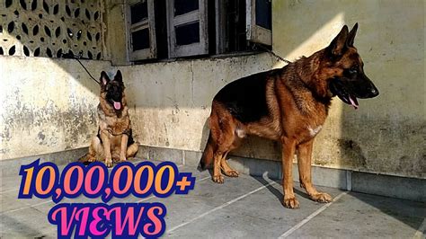 Trim his nails every month, and brush his teeth regularly—if he'll tolerate it—for good dental health and fresher. Top quality German Shepherd dogs in India - YouTube