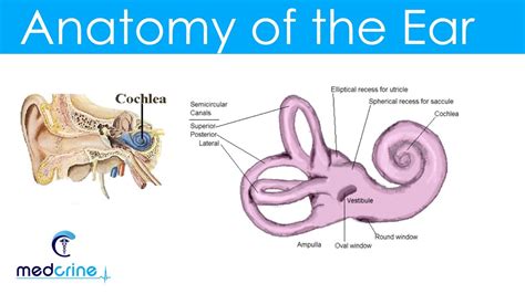 Anatomy And Physiology Of The Ear Youtube