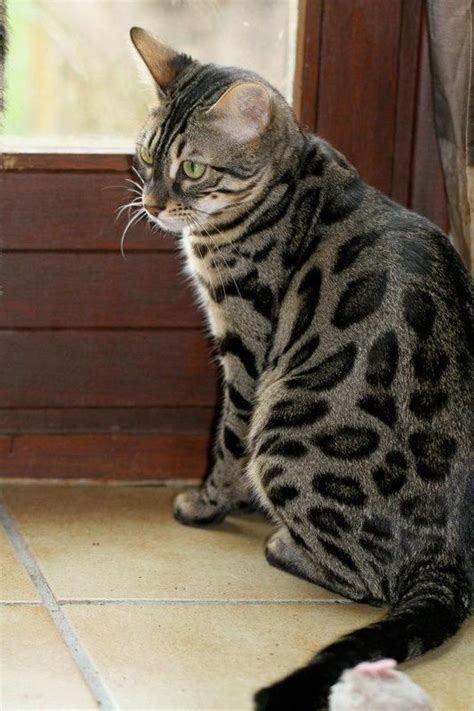 Any bengal owner will agree that, whether you're drawn by their beautiful coat or tempted by their cheeky sense of humour, you'll certainly have your although their wild looks lend a certain exotic impression, bengals are by no means aggressive, despite their intense personalities. Lykoi Cats | THE WEREWOLF CAT | Haft Cat Haft Wolf ...