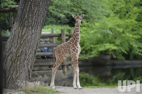 Photo Baby Giraffe On Exhibit At Brookfield Zoo In Brookfield