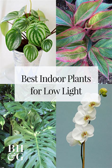 23 Of The Best Houseplants For Low Light Spaces Low Light Plants