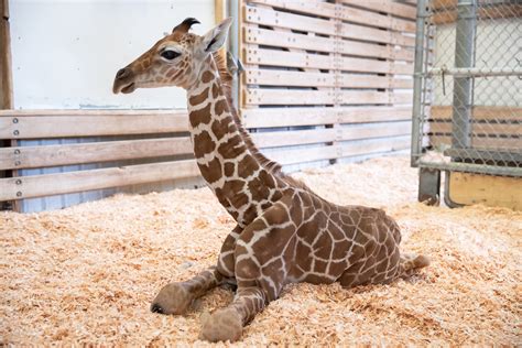 Update On Giraffe Calf Born May 2