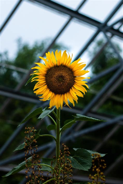 Selective Focus Photography Of Sunflower Photo Free Jar Image On Unsplash