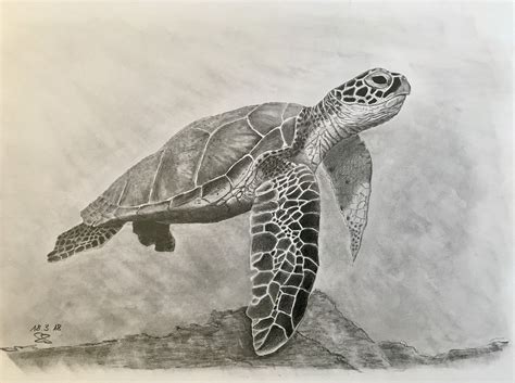 A Pencil Drawing Of A Turtle On A Rock