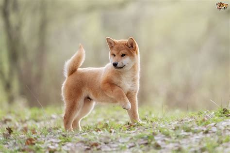 Five Interesting Facts About The History Of The Shiba Inu Dog Breed