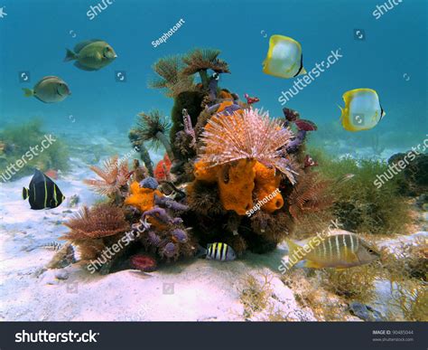 Underwater Colorful Marine Life With Marine Worms Sponges