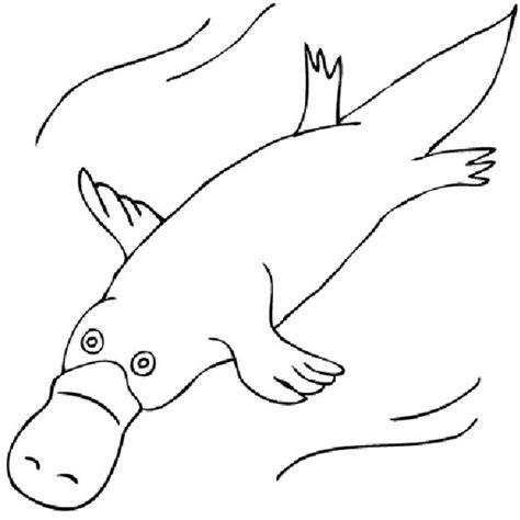 Each drawing is carefully crafted with. Platypus Clipart - 52 cliparts