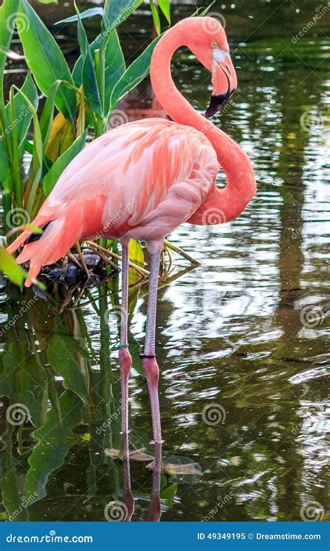 Pink Flamingo Stock Image Image Of Birds Pink Colorful 49349195