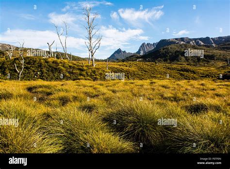 Cradle Mountain And Button Grass Cradle Mountain Lake St Clair National