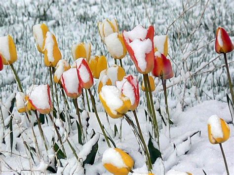 Tulips In Snow Winter Flowers In Season Tulips Flowers